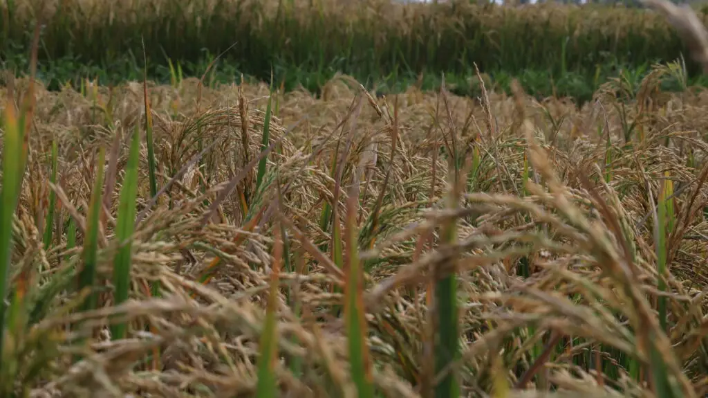 Rice crops Rice crops